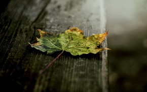 photography, nature, wood, macro, leaves