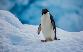 snow, animals, ice, nature, birds, penguins
