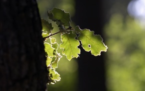 depth of field, trees, photography, leaves, nature