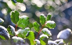 macro, plants, nature, winter, snow