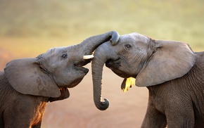 elephant, animals, nature