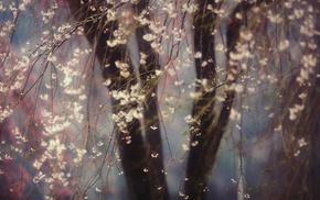 blossoms, depth of field, branch, flowers, trees, closeup