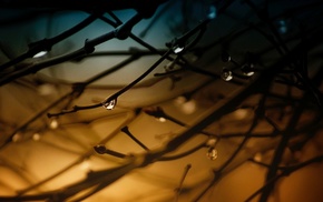 depth of field, water drops, trees, closeup, nature, branch