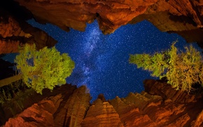 trees, nature, worms eye view, night, clouds, stars