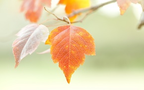 macro, leaves