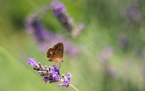 flowers, animals