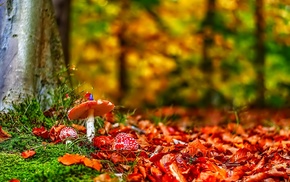 forest