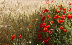 flowers, nature, plants, field