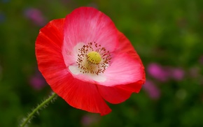 macro, flowers