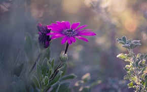 macro, flowers