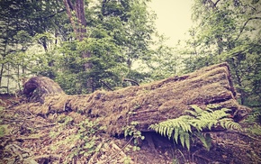 forest, plants, nature