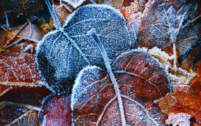winter, photography, nature, leaves, frost