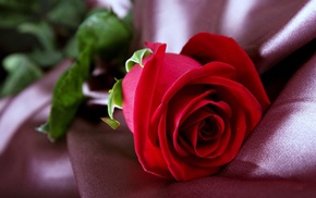 closeup, flowers, rose