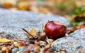 closeup, nature, leaves