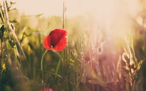 flowers, photography, macro, Sun, plants