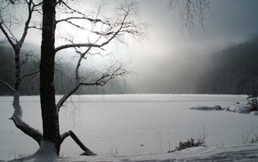 forest, nature, photography, winter, trees, mist