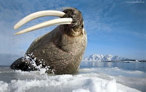 animals, walrus