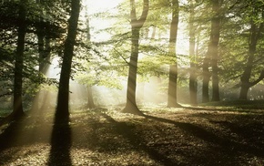 trees, sun rays, forest, photography, landscape, nature