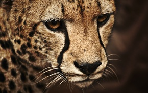animals, cheetah, wild cat