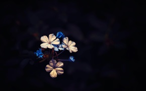 macro, plants, black, flowers