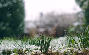 snow, grass