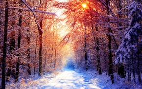 snow, forest, Sun, trees, winter, nature