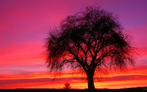 sky, trees, shilouettes, sunset, nature, landscape