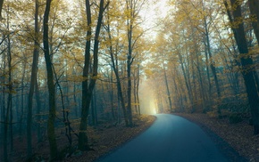 forest, trees, road