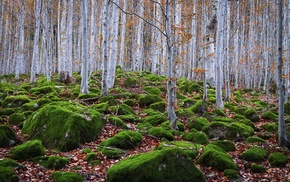 landscape, trees, nature, forest