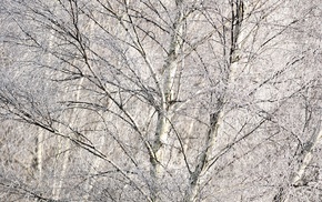 nature, branch, winter, trees, snow, plants
