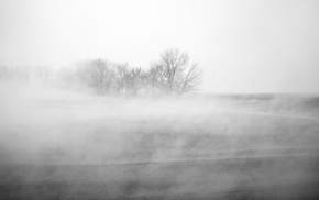 photography, mist, nature, plants, winter, trees