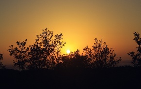 landscape, plants, sunset, photography