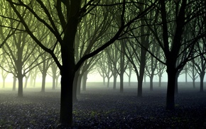 photography, trees, mist, forest