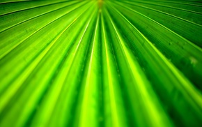 tropical, photography, macro, leaves