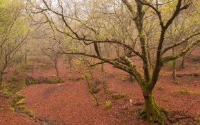 trees, nature, landscape