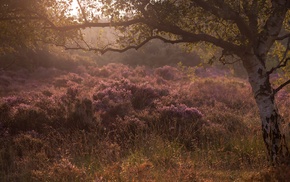 trees, plants, landscape, nature