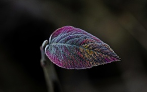 macro, leaves, plants