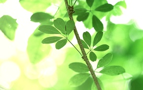 branch, plants, photography, nature, leaves