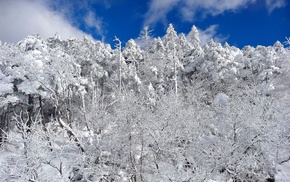 trees, winter, landscape, snow