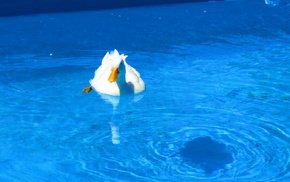 duck, swimming, swimming pool