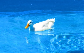 duck, swimming, swimming pool