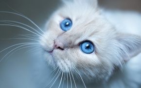 blue eyes, blurred, whiskers, cat
