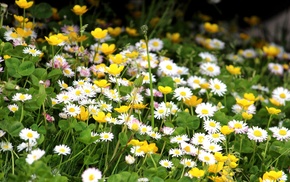 nature, plants, flowers