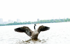photography, animals, birds, water, goose
