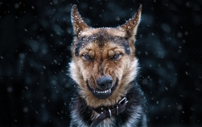 dog, snow, German Shepherd