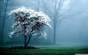 mist, forest, trees, grass