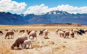 Peru, mountains, landscape, nature, sheep, animals