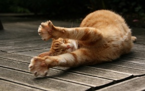 wooden surface, cat, animals, stretching