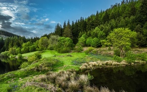 trees, nature, landscape