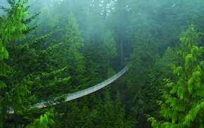 bridge, forest, trees